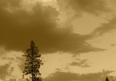 Rise Above