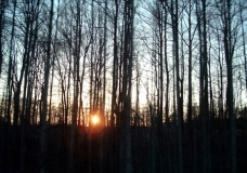 Sunset Through Trees