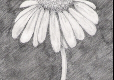 Cone Flower