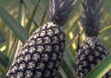 Nana's Pineapple