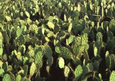 Cactus field