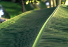 Banana tree leaf and fruits