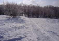 Snowy Woods