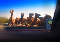 ~Shot Through Car Window~