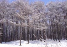 Deep in the Crystal Forest