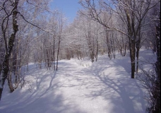 The Purest Snow