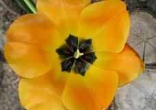 Blossom