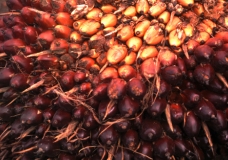 Palm nuts close-up