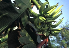 Plaintain