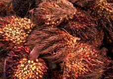 Palmnuts