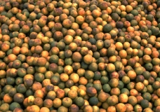 Oranges...the natural ones!