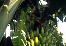 Bananas!  (dont think im teaching you anything ...)