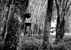 Latex tree plantation