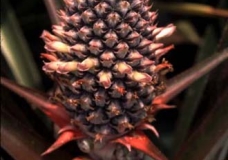 Baby pineapple