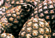 Pineapples close-up