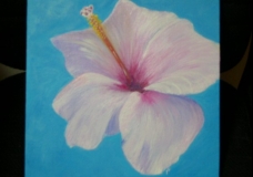 Flower - Hibiscus