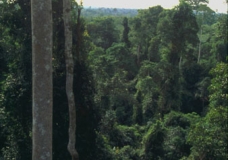 Kakum National Park