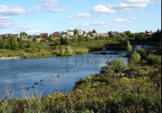Ol' Quanztown Park Pond
