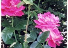 Roses In Our Garden