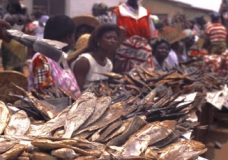 Fried fish in market