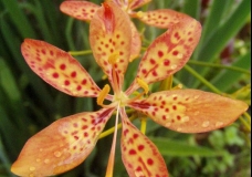 Orchid