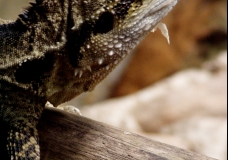 Water Dragon