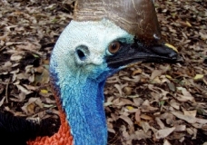 Cassowary