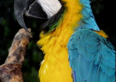 Blue and Gold Macaw