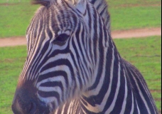 Baby Zebra