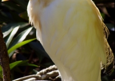 Cattle Egret