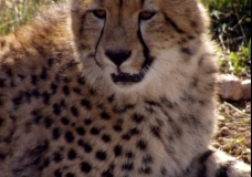 Young Cheetah