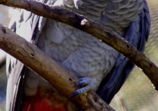 African Grey Parrot