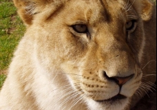 Lioness