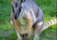 Agile Wallaby