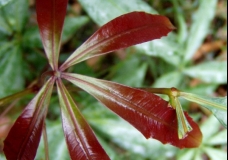New Leaf