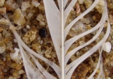 Feather in the Sand