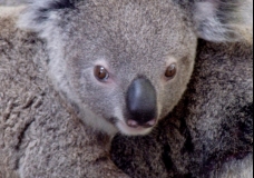 Baby Koala