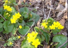 First Spring Flowers