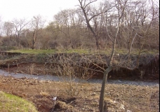 Shamara Forests and River