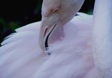 Pink Flamingo