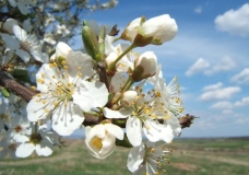 A Plum Blossom in April