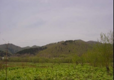 Spring Green