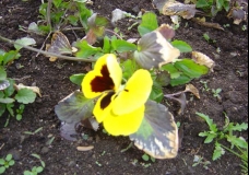 Daffodils