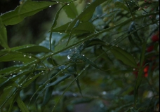 After the rain, in the front yard.
