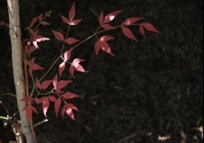 Fragile Red Leaves