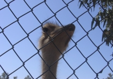 Ostrich Head