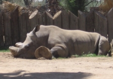 Rhino