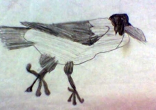 The  Black Raven