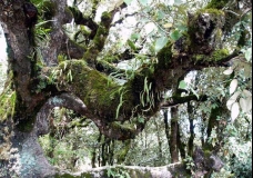 The Rainforest