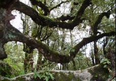The Rainforest 2
